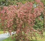 ΚΑΛΛΩΠΙΣΤΙΚΗ ΜΗΛΙΑ ΚΡΕΜΟΚΛΑΔΗΣ